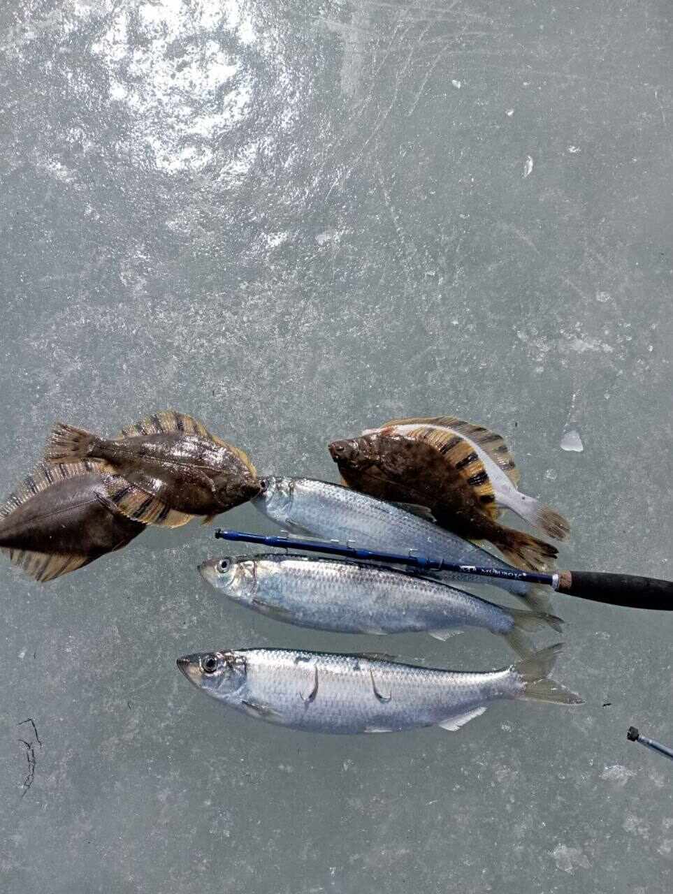 Набор утяжелённых блёсен с крючком из нержавейки с зазубриной на окуня/сига/навагу