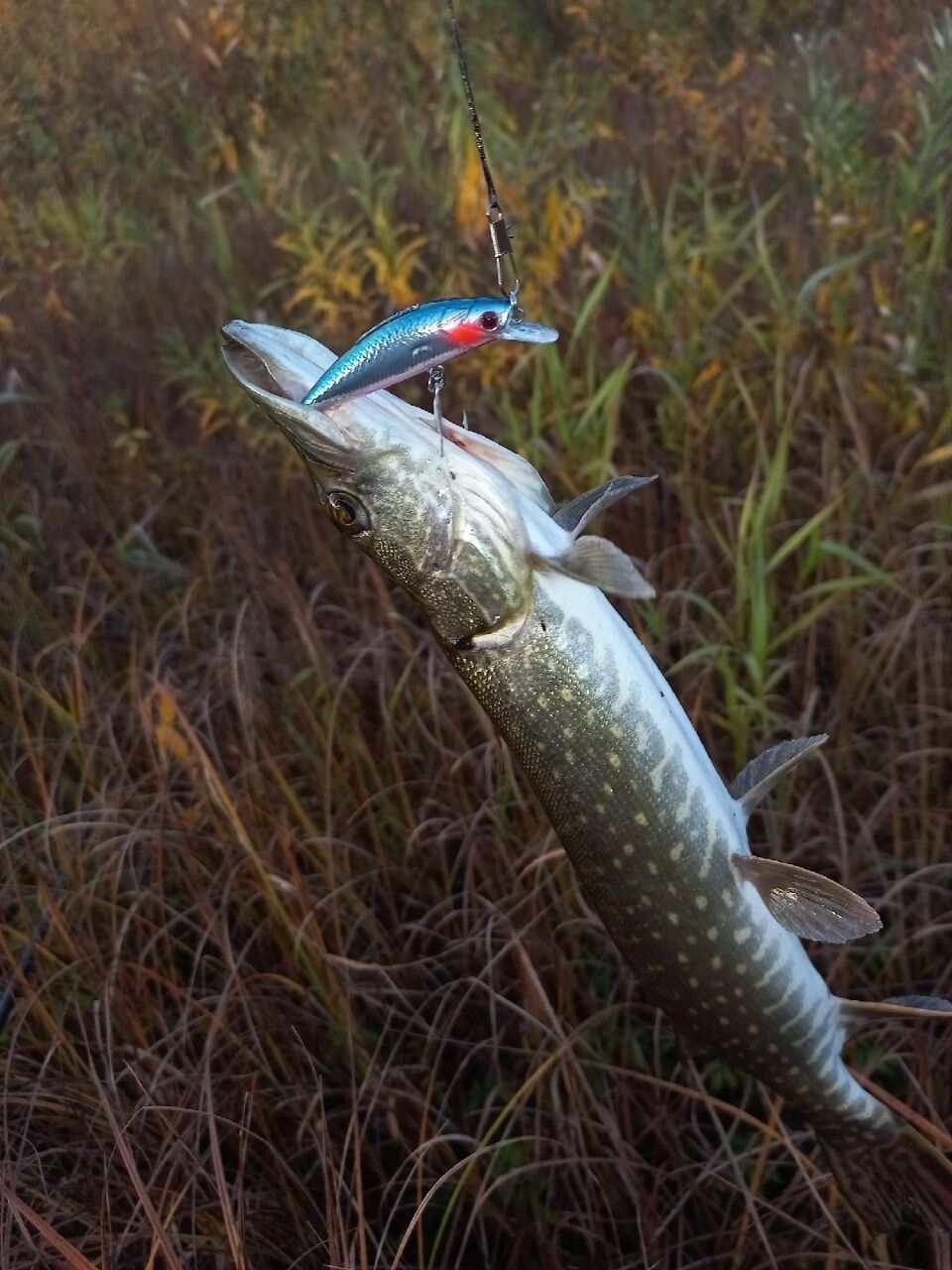 Воблер 55 мм № 31