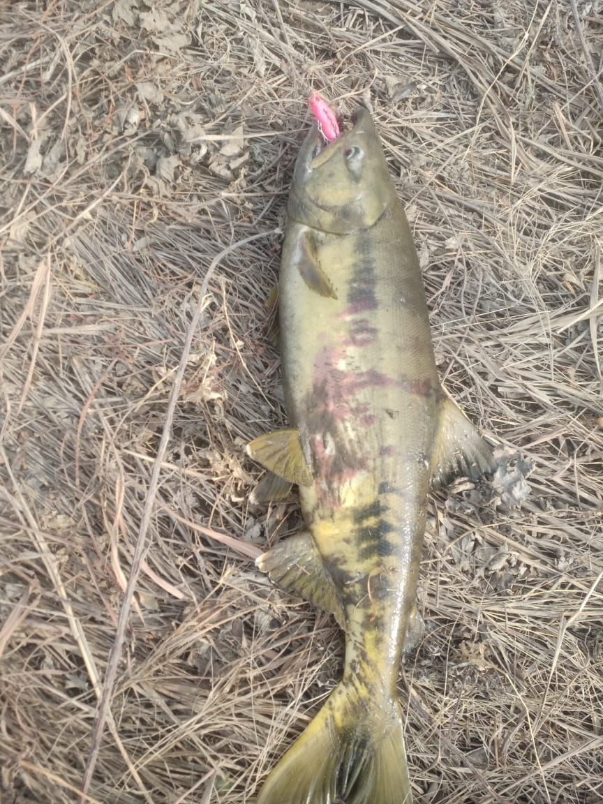  Воблер 80 мм 13 гр № 18 (тройник #6)