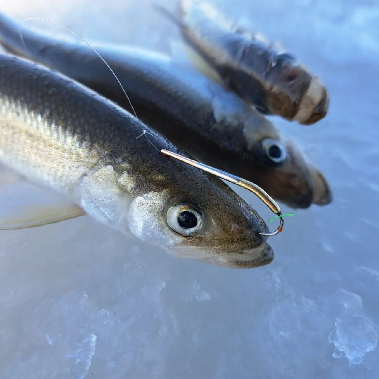 Набор блёсен "Приморье" на корюшку (зубаря), навагу