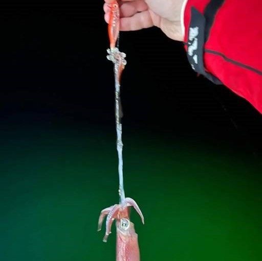 Кальмарница Carrot Fish