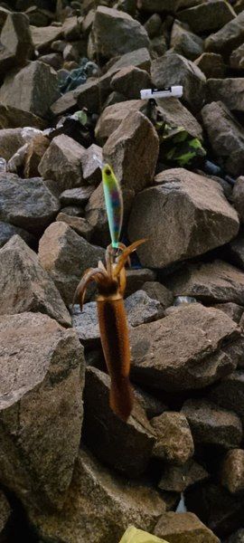 Набор на кальмара "Эксперт"