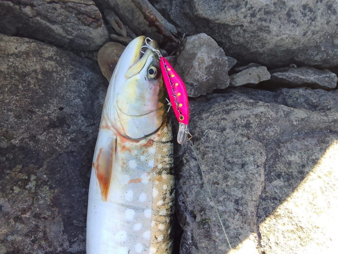 Набор из 6 розовых воблеров