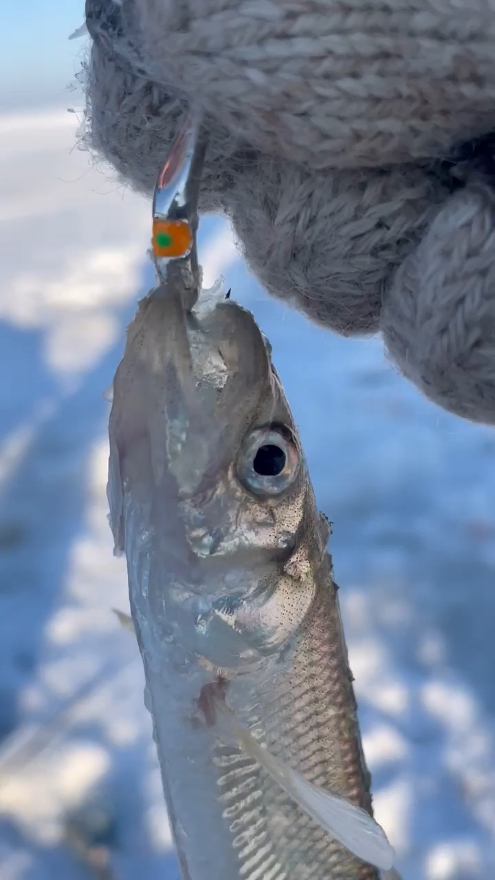 Блесна Клык UV