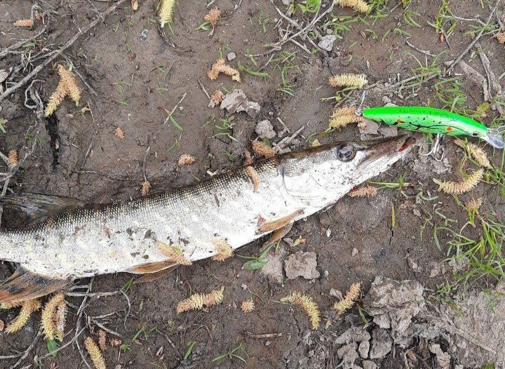 Воблер 80 мм 13 гр № 12 (тройник #6)