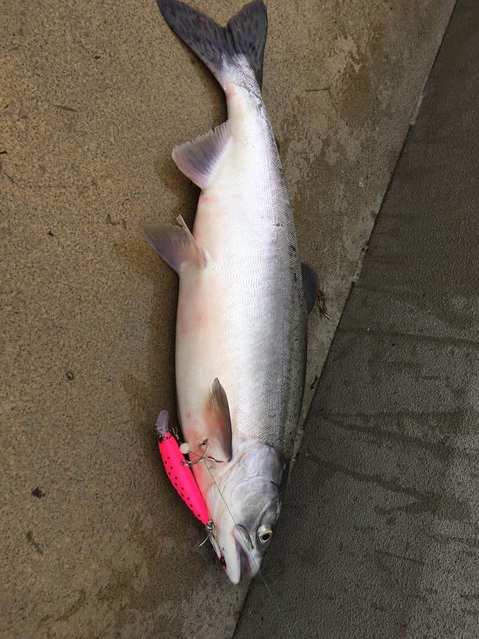 Воблер 80 мм 13 гр № 24