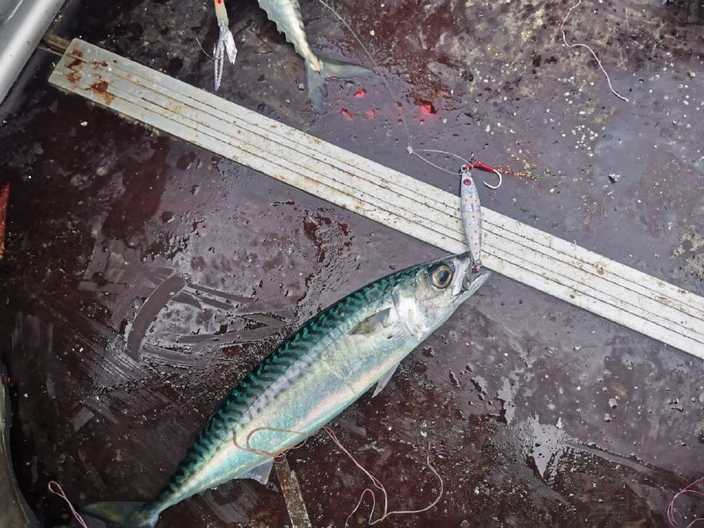 Пилькер 30 гр №1