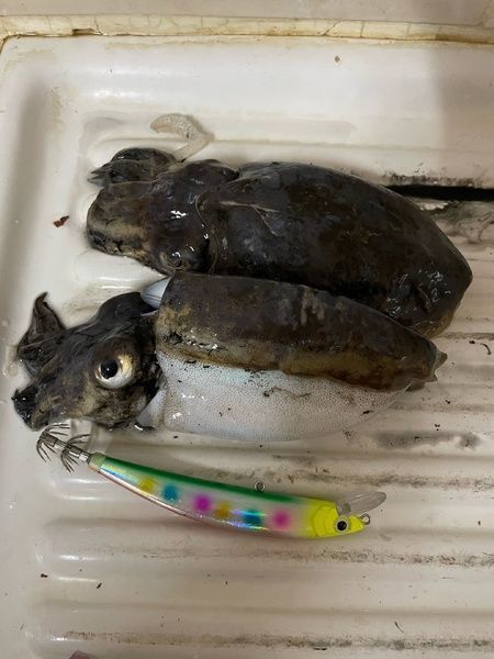 Кальмарный воблер RAINBOW Y (NEW)