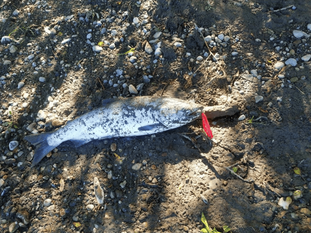 Воблер 80 мм 13 гр № 17 (тройник #6)