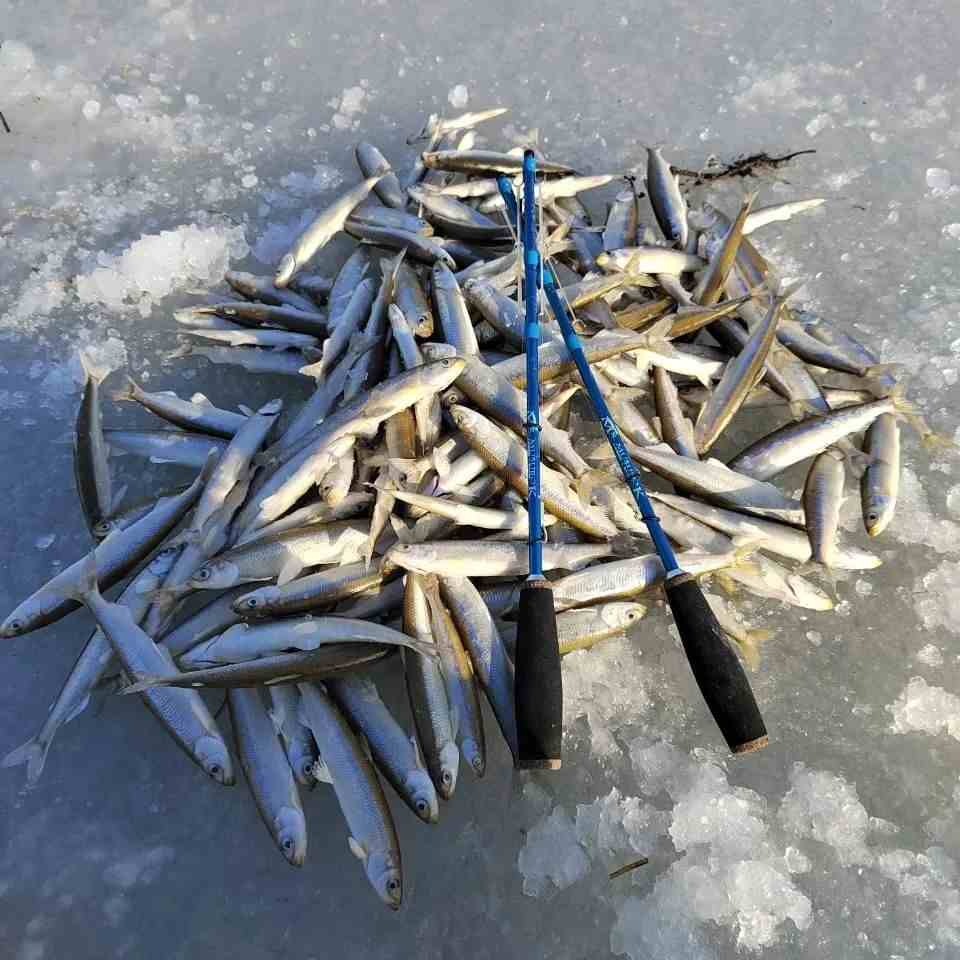 Набор блёсен "Владивосток" на корюшку-малоротку