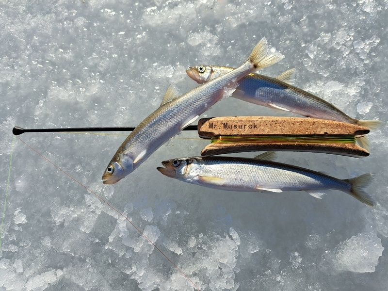 Одиночка на Зубаря/Навагу (пробка)