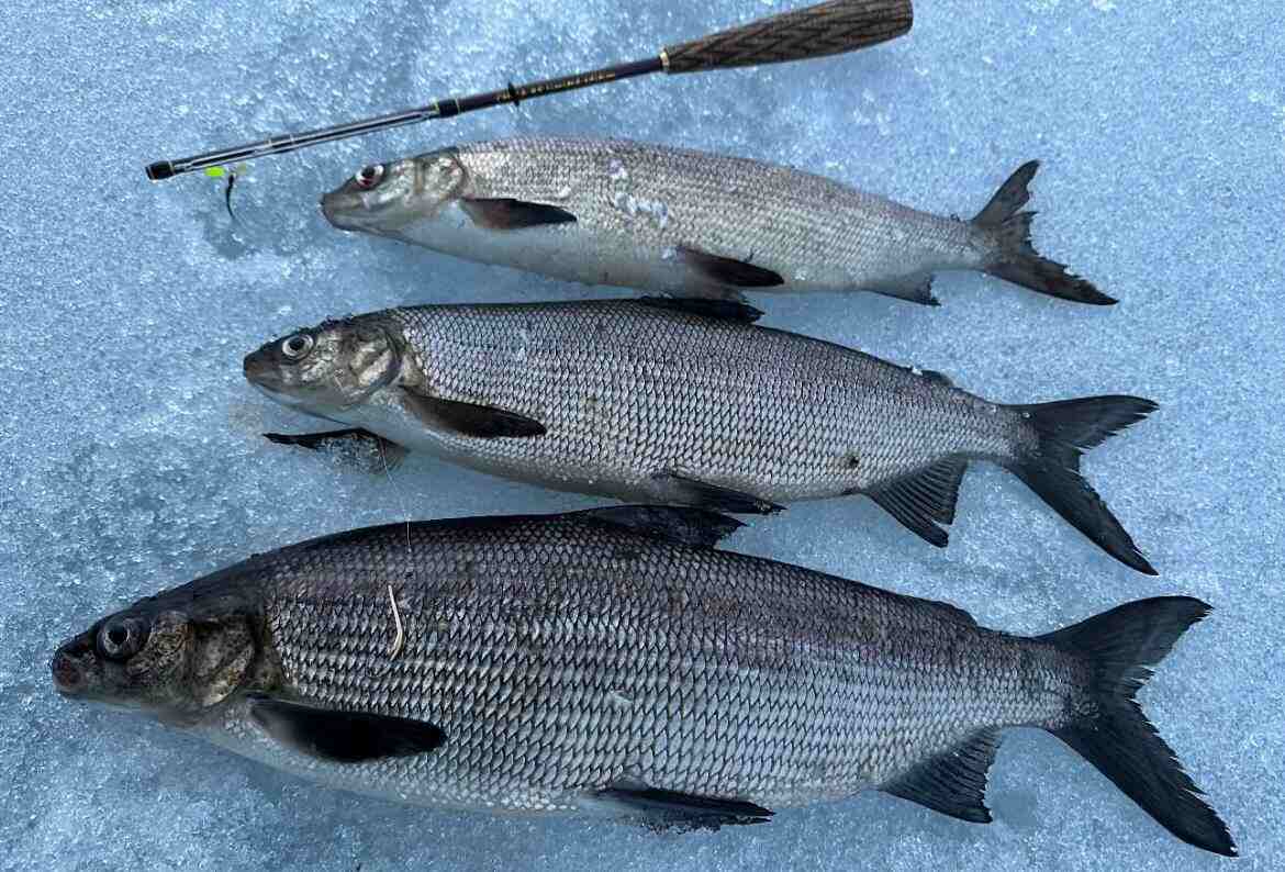 Набор утяжелённых блёсен с крючком из нержавейки с зазубриной на окуня/сига/навагу