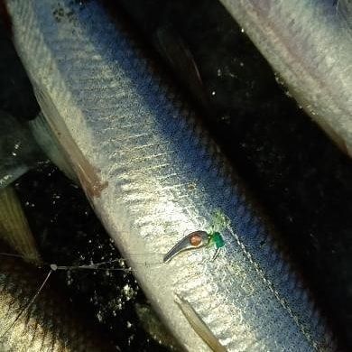 Блесна Огонь 1 см UV-вставка