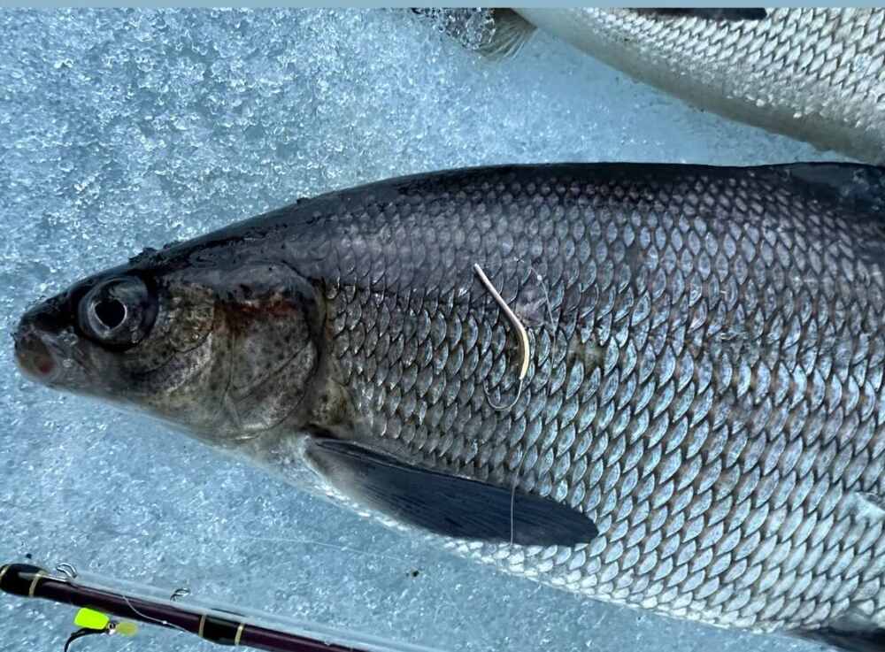 Набор утяжелённых блёсен с крючком из нержавейки с зазубриной на окуня/сига/навагу