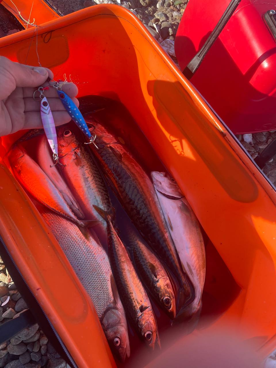 Пилькер 30 гр №3