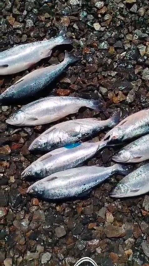 Блесна троллинговая Assist № 141