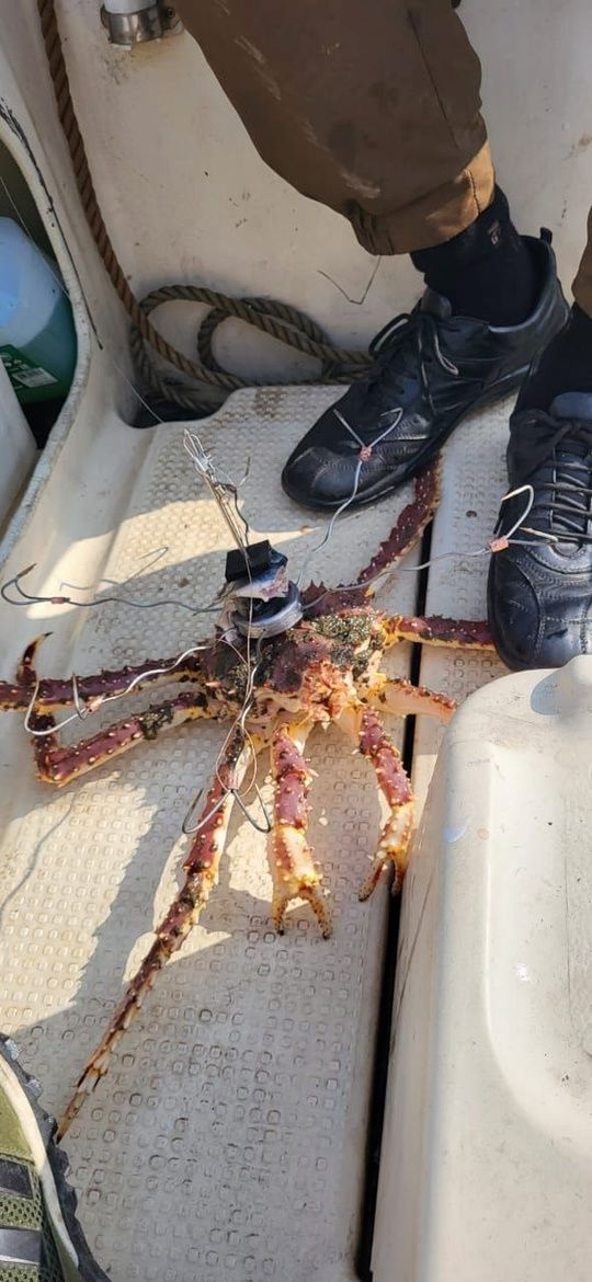 Краболовка