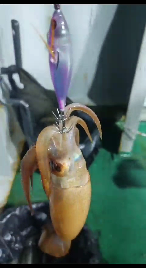 Кальмарница Marlin