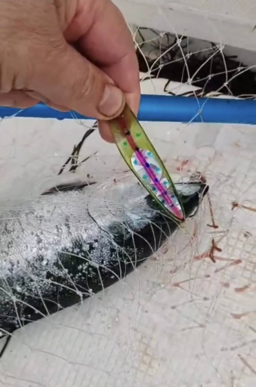 Блесна троллинговая Assist № 5