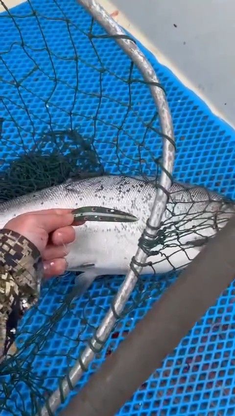 Блесна троллинговая Assist № 121