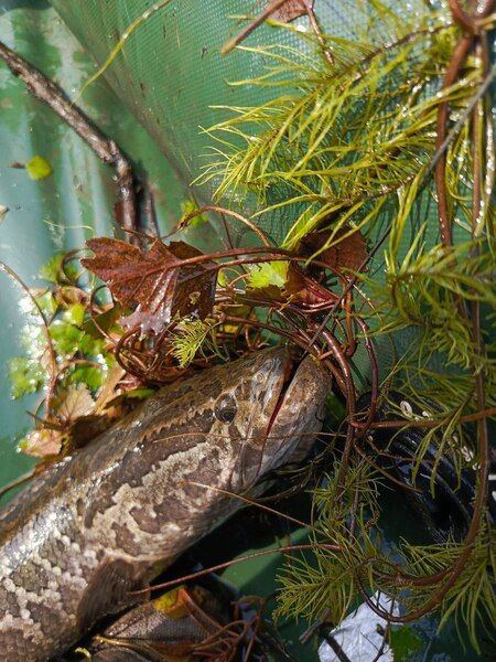 Лягушка 80 мм, 25 гр № 2