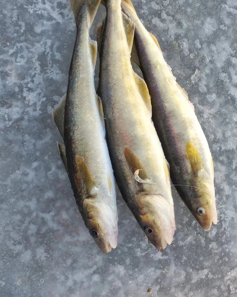 Блесна Питерская - мормышка UV