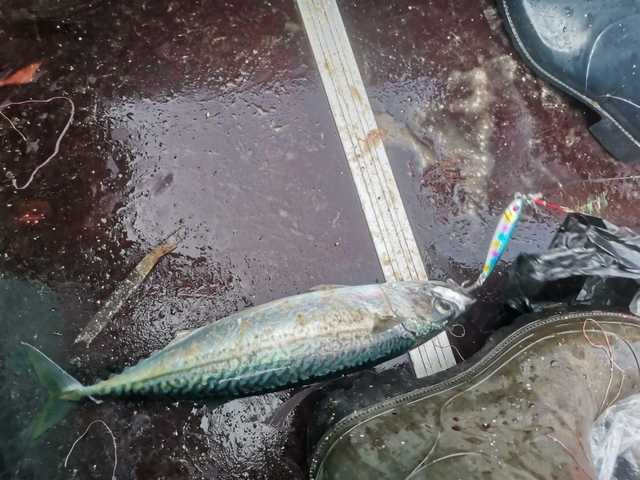 Пилькер 30 гр №6