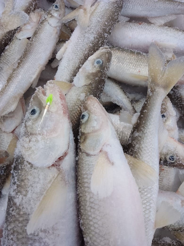 Блесна Кобра-мормышка 2,5 см