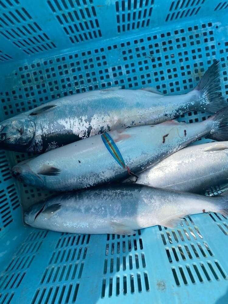 Блесна троллинговая Assist № 131