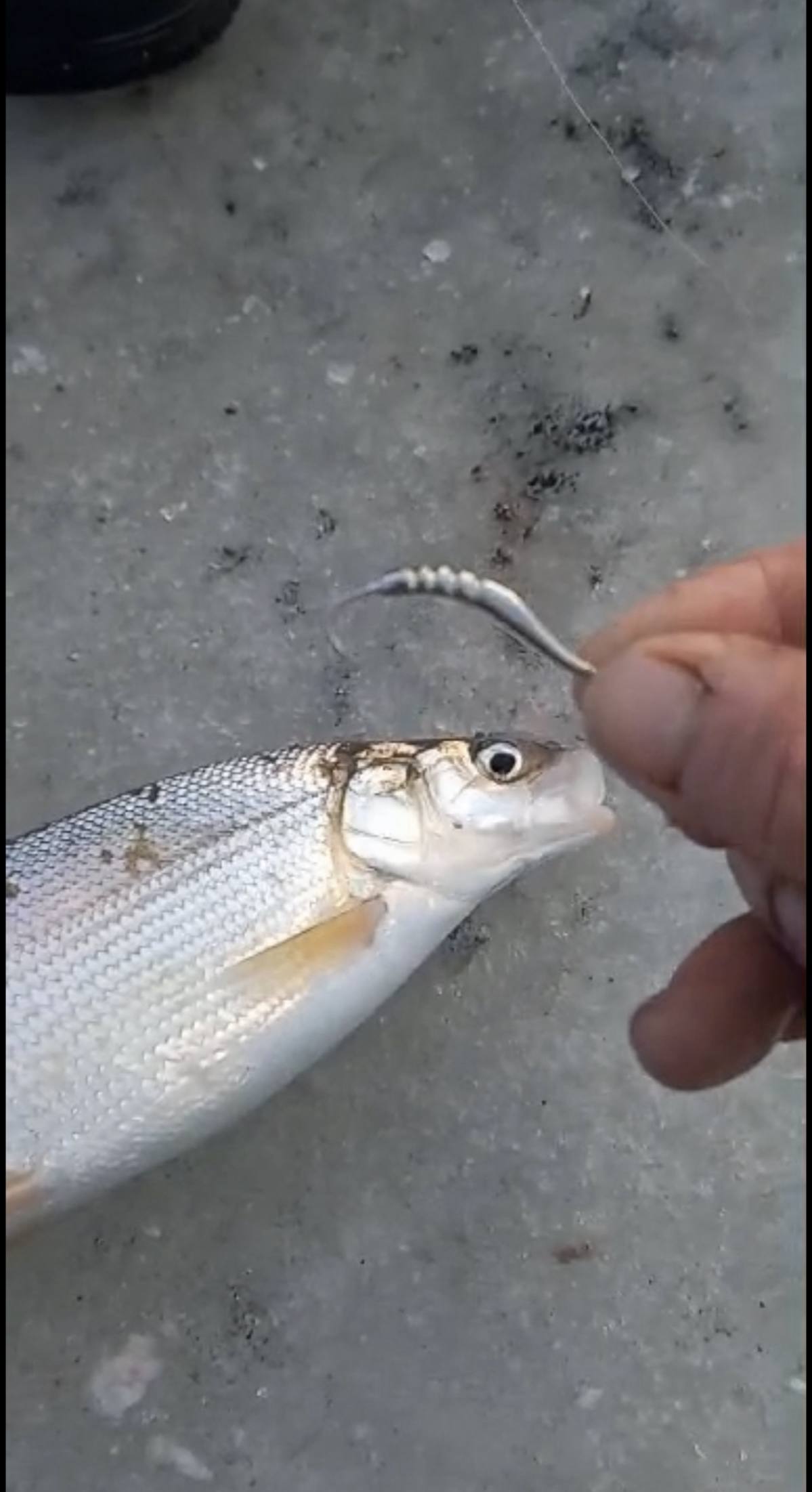 Блесна Дракон 