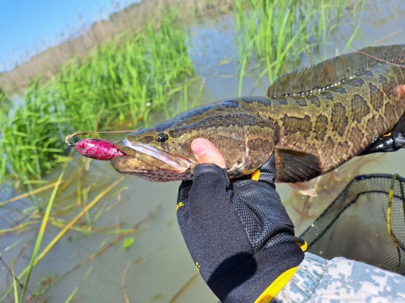 Лягушка 80 мм, 25 гр № 2