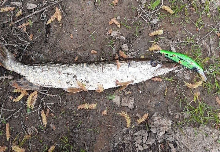 Воблер 80 мм 13 гр № 12 (тройник #6)