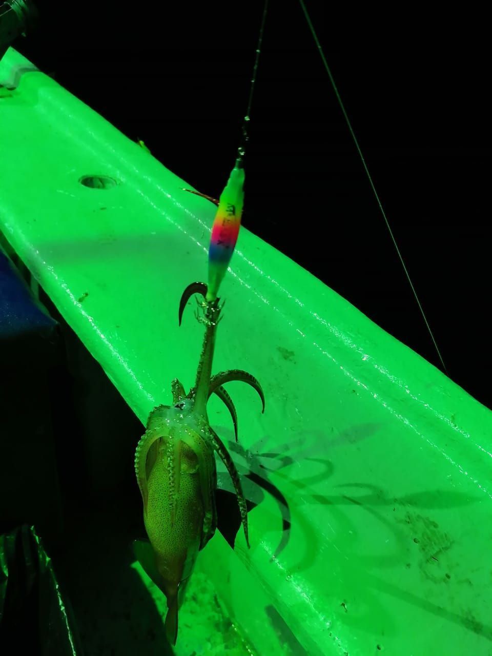 Кальмарница Candy Fish