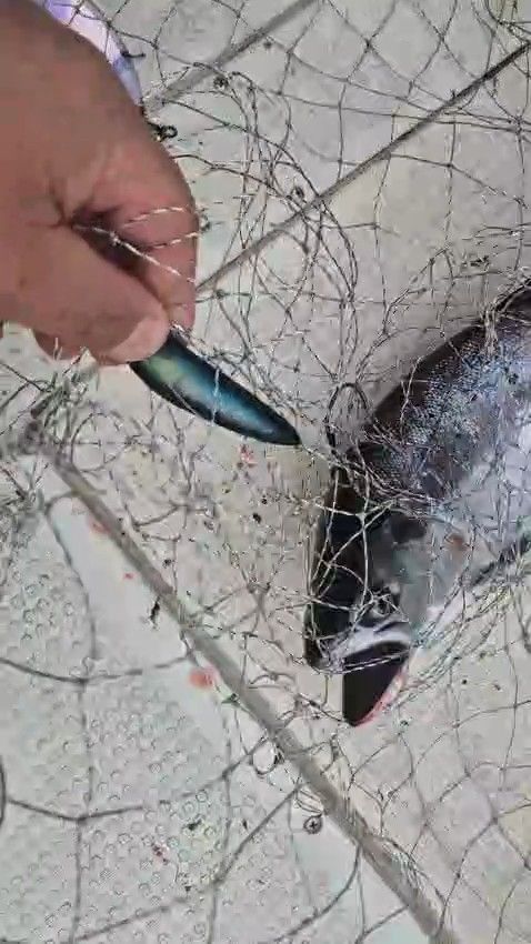 Блесна троллинговая Assist № 136