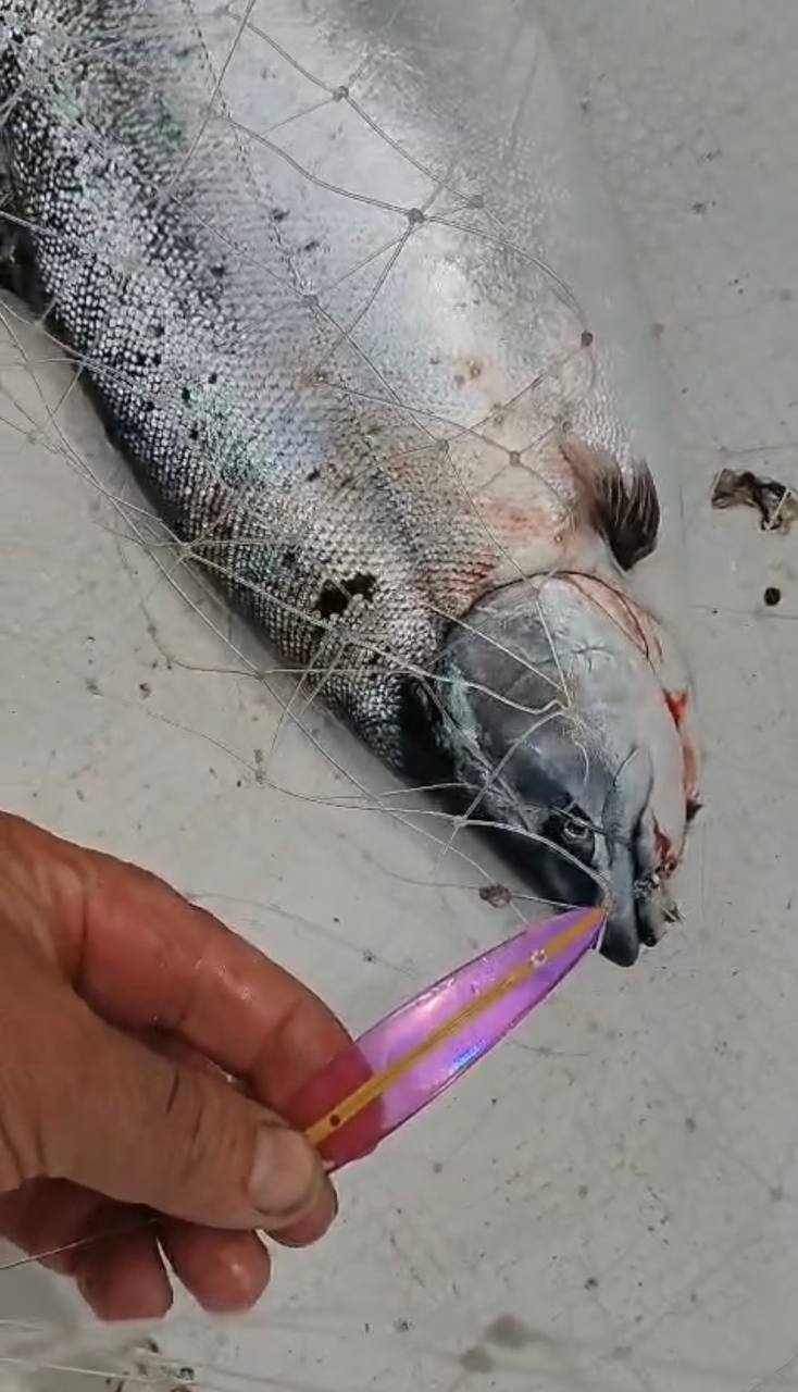 Блесна троллинговая Assist № 1