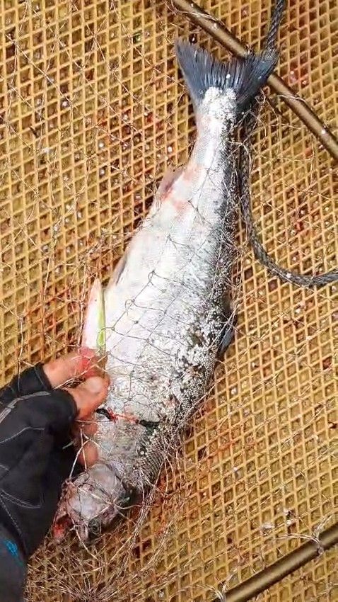 Блесна троллинговая Assist № 123