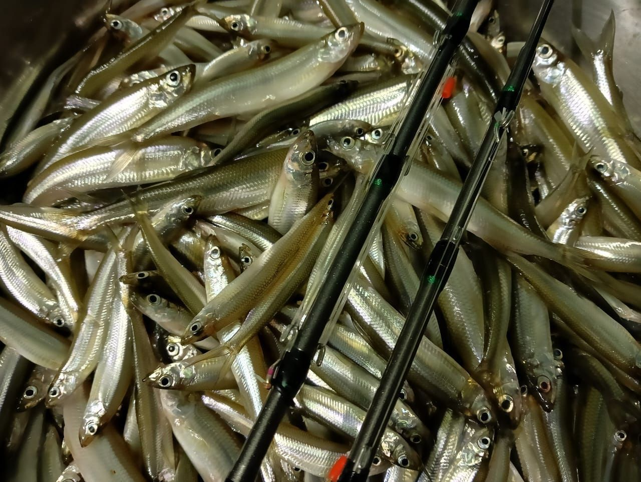 Блесна Флэш UV 1 см