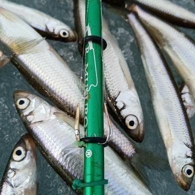 Блесна Палладис 1 см