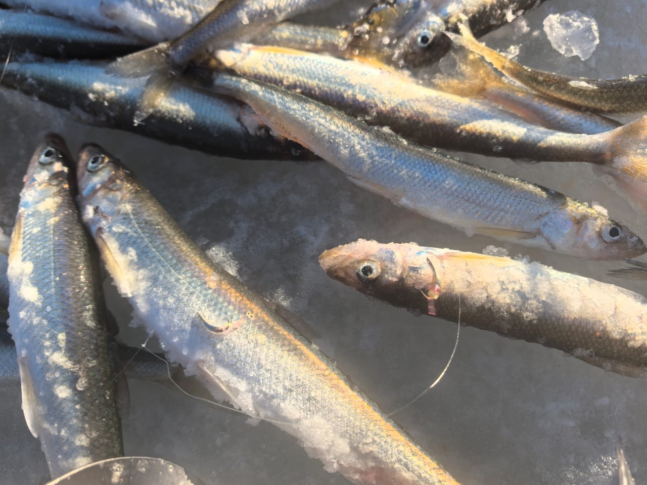 Набор блёсен "Владивосток" на корюшку-малоротку