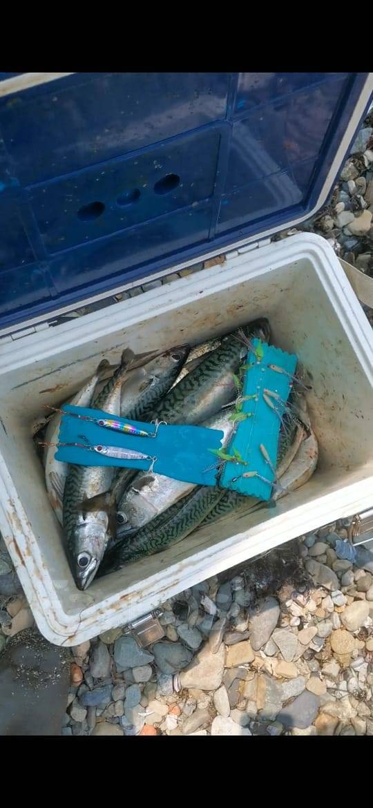 Пилькер 30 гр №1