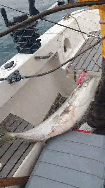 Поппер 150 мм 60 гр № 5