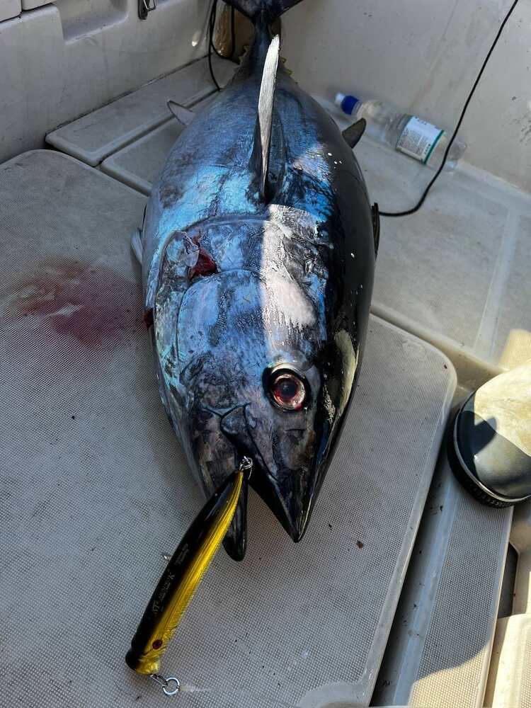 Поппер 150 мм 60 гр № 1